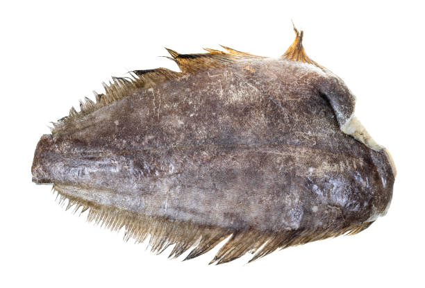 Chef Holding the Turbot in His Hand