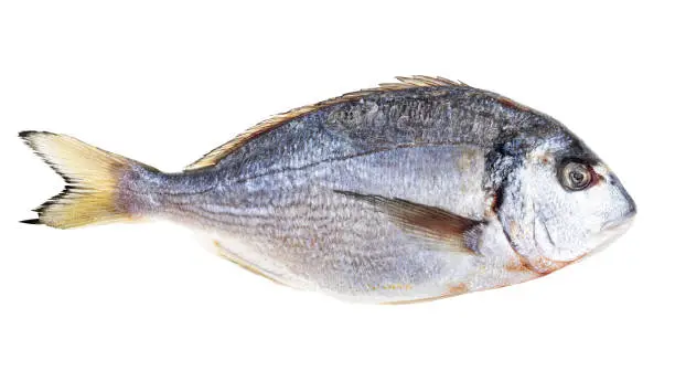 Photo of frozen whole gilt-head sea bream isolated