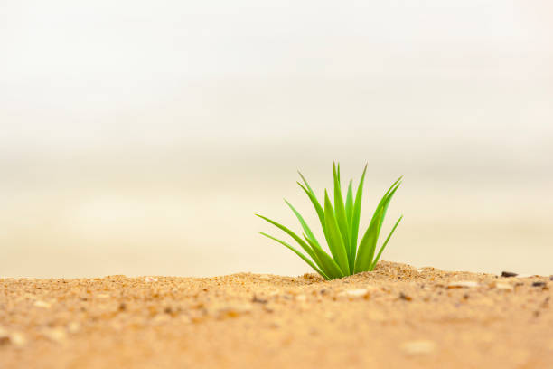 Cactus plant in the sand close-up