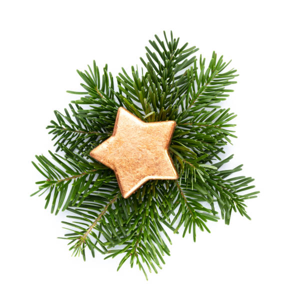 Pine cones and fir tree branch on a white background.