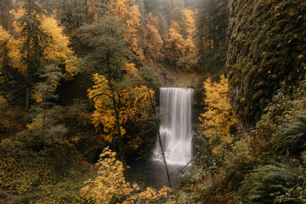 Beautiful waterfall in autumn forest