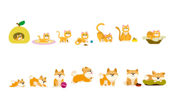 ilustrações de stock, clip art, desenhos animados e ícones de cat and dog cartoon characters growing vector illustrations set - dog set humor happiness