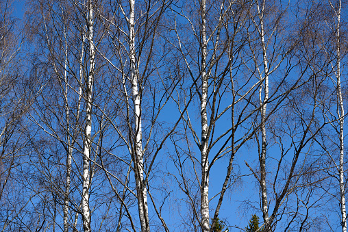 Slender birch trunks without leaves against a clear blue sky. Springtime, early April