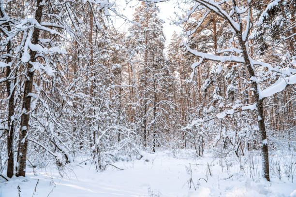 istock Winter pine forest with snow, amazing panorama with a snow-covered path 1368417549