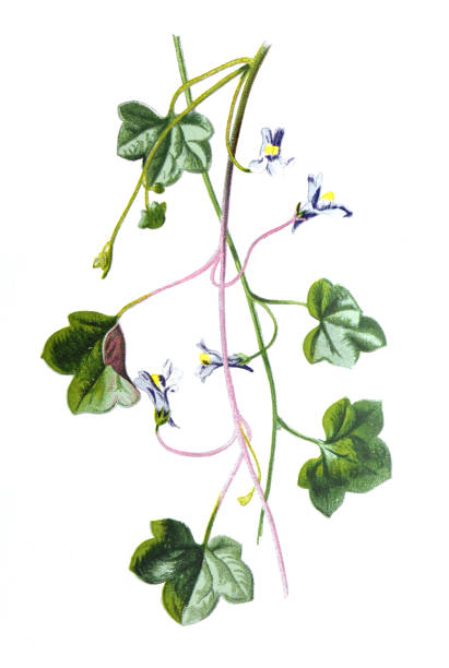 Ivy leaved or toad flax flower. or Cymbalaria muralis flower. Kenilworth ivy or coliseum ivy or Oxford ivy or mother of thousands. or Antique hand drawn field flowers illustration. Vintage and antique flowers. wild flower illustration. 19th century. Ivy leaved or toad flax flower. or Cymbalaria muralis flower. Kenilworth ivy or coliseum ivy or Oxford ivy or mother of thousands. or Antique hand drawn field flowers illustration. Vintage and antique flowers. wild flower illustration. 19th century. retro style. oxfordshire stock illustrations