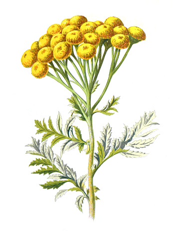Tanacetum vulgare or Tansy flower. or bitter buttons or cow bitter, or golden buttons family of theperennial, herbaceous flowering plan. Antique hand drawn field flowers illustration. Vintage and antique flowers. wild flower illustration. 19th century.