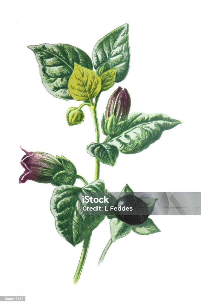 Atropa belladonna  flower. or commonly known as belladonna or deadly nightshade poisend plant family of the Solanaceae. Antique hand drawn field flowers illustration. Vintage and antique flowers. wild flower illustration. 19th century. Atropa Belladonna stock illustration
