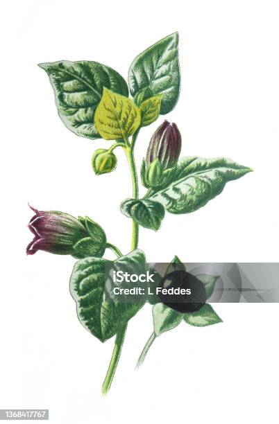 Atropa Belladonna Flower Or Commonly Known As Belladonna Or Deadly Nightshade Poisend Plant Family Of The Solanaceae Antique Hand Drawn Field Flowers Illustration Vintage And Antique Flowers Wild Flower Illustration 19th Century Stock Illustration - Download Image Now