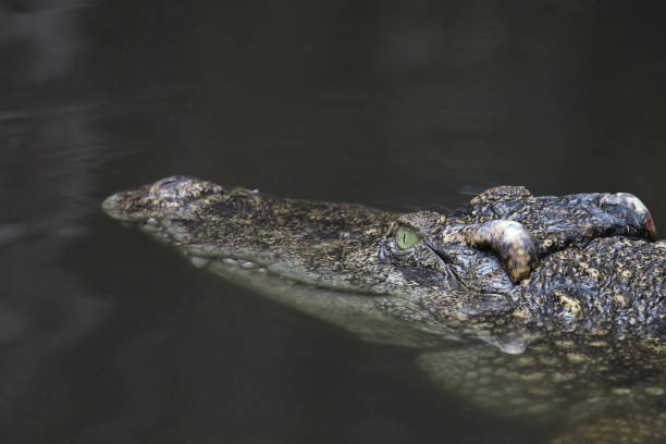 istock Close up head crocodile is show head in river 1368417857