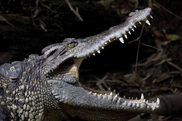 istock Close up crocodile is action show head in garden 1368417882