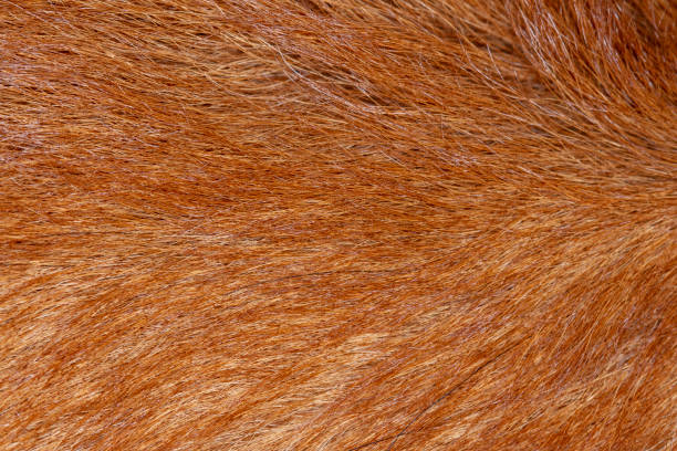 istock close up brown dog skin for texture and pattern. 1368418356