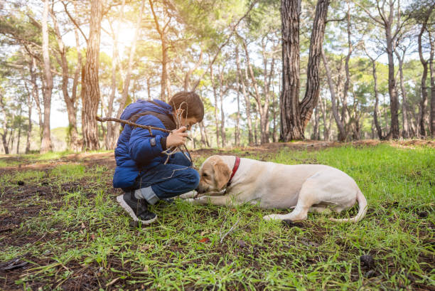 маленький хозяин счастливо играет со своей золотистой собакой-ретривером в лесу. - dog walking child little boys стоковые фото и изображения