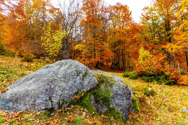 istock Flying over moss covered stones in the autumn forest on a cloudy day 1368419406