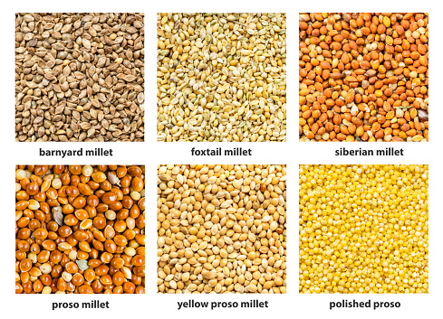 5 Millets Names Background Various Millet Seeds With Names Stock Photo - Download Image ...