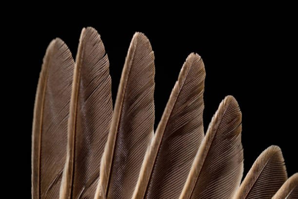 istock Sparrow closeup on black background 1368420589