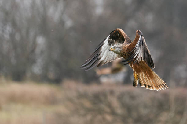 istock Red Kite swooping for food 1368420761