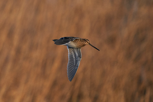 Snipe (Gallinago gallinago) flying past a reed bed during winter at Ham Wall on the Somerset Levels in the United Kingdom
