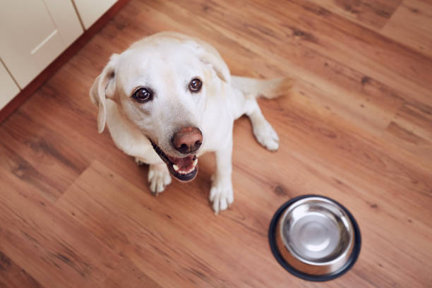 istock Happy dog waiting for feeding 1368422295