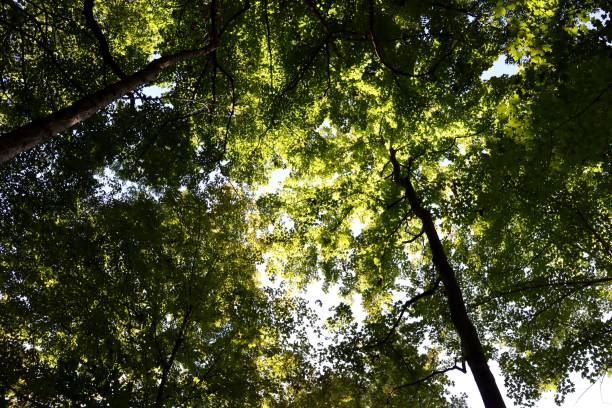istock Green Leaves in the Tall Trees 1368422472
