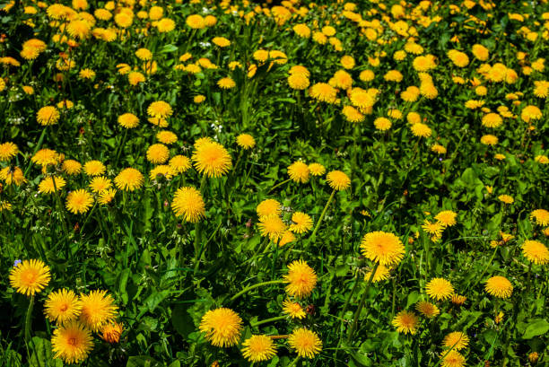 istock wild yellow flower dandelion grows in forest and field 1368422768