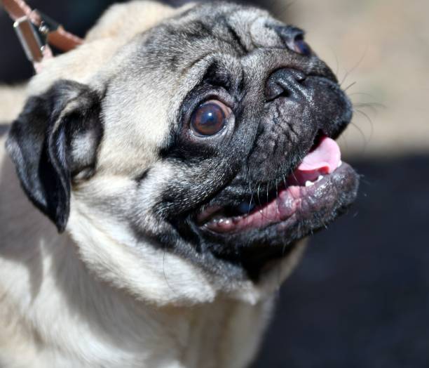 istock Dog pug - breed of decorative dogs 1368423065
