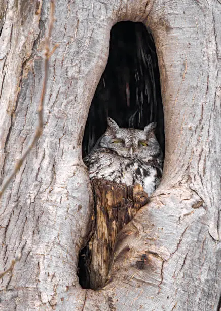 Sleepy Eastern Screech Owl with half opened eyes, dosing off in its tree cavity nest in winter