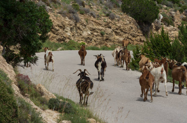 istock Herd of goats get ahead on a highway 1368424197