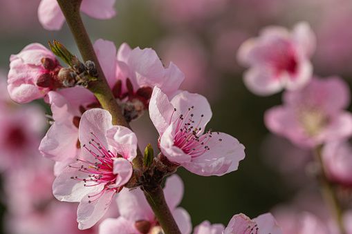 Close-up of pink and white blossoms of a peach tree