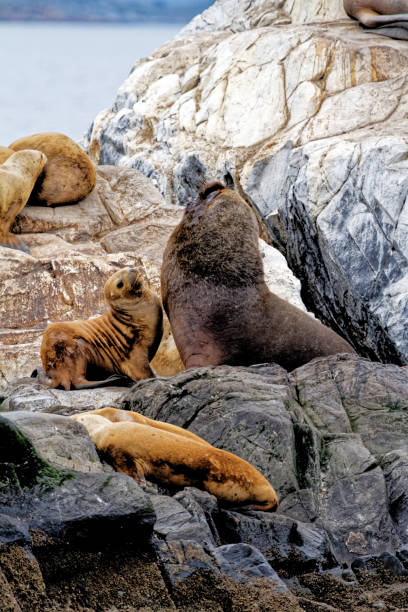 istock Seals and sea lions, Beagle Channel - Argentina 1368426071