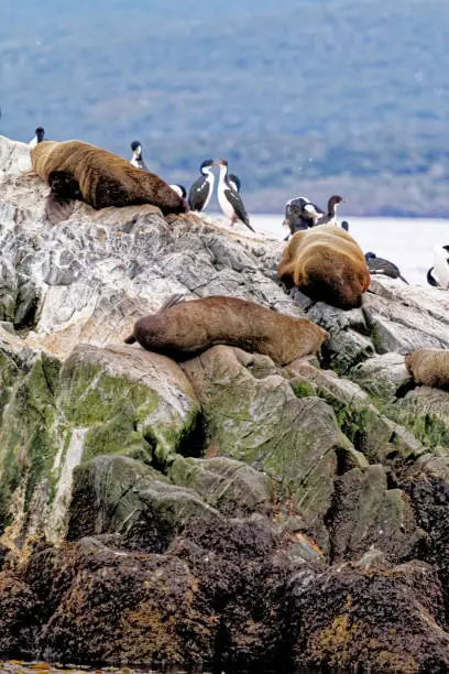 Cormorants and Group of Sea Lions on the Rocky La Isla de Los Lobos Islan in Beagle Channel, Ushuaia, Patagonia, Argentina