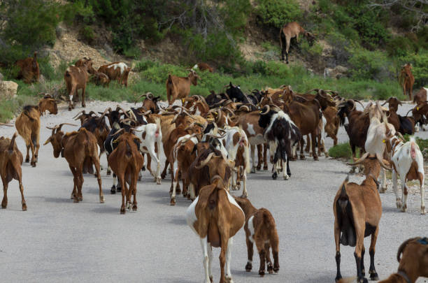 istock Large herd of goats moving forward blocked a highway 1368426269