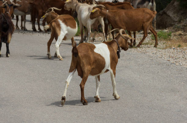 Goats on the farm behind wooden fence are waiting for food. Benefits of Goat Milk. Selective focus. Close up.