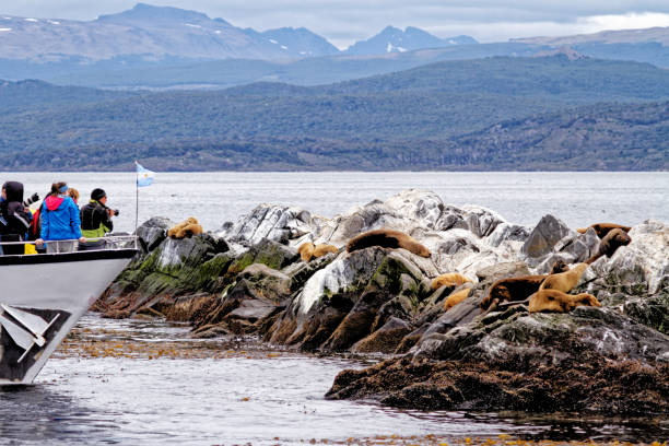 Seals and sea lions watching, Beagle Channel - Argentina Sea Lions watching on the Rocky La Isla de Los Lobos Islan in Beagle Channel, Ushuaia, Patagonia, Argentina beagle channel stock pictures, royalty-free photos & images