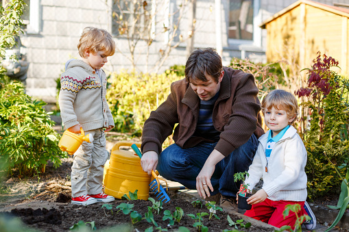Two little boys and father planting seeds and strawberry and tomato seedlings in vegetable garden, outdoors. Happy preschool children and dad, family of three doing spring activities
