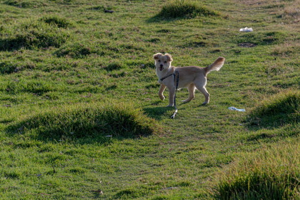 Canine pet enjoying summer afternoons