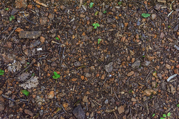 Ground of forest with red earth, leaves and branches