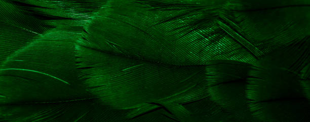 istock green hawk feathers with visible detail. background or texture 1368428384