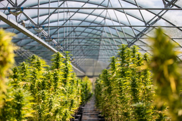 Flowering Cannabis Plants on a Farm in Greenhouse Flowering Cannabis Plants on a Farm in Greenhouse. cannabis stock pictures, royalty-free photos & images