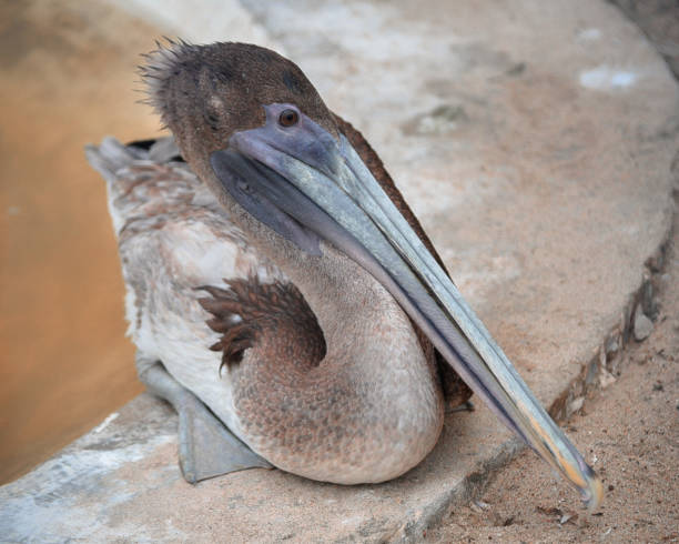 istock Pelican sitting on the shore 1368429629