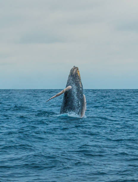 istock WHALE JUMPING OUT OF WATER 1368429650
