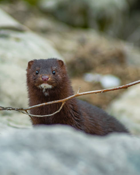 istock American mink looking at the camera 1368429652