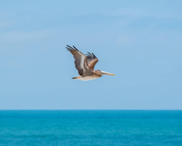 istock Pelican flying alone with open wings 1368429689