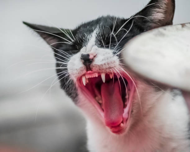 istock yawning cat with closed eyes 1368429709