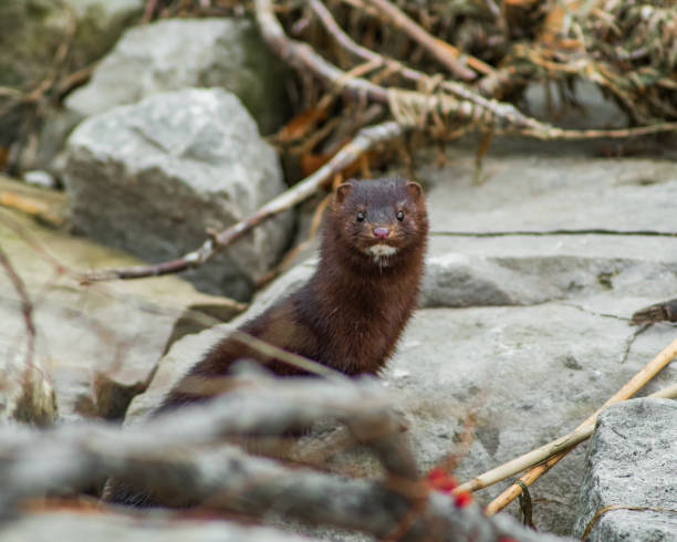 istock American mink hiding in the woods 1368429713
