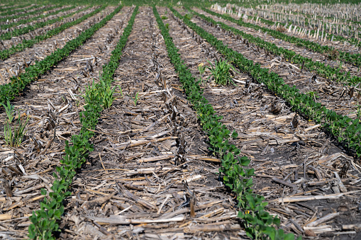 Iowa No-Till Soybean Field in June