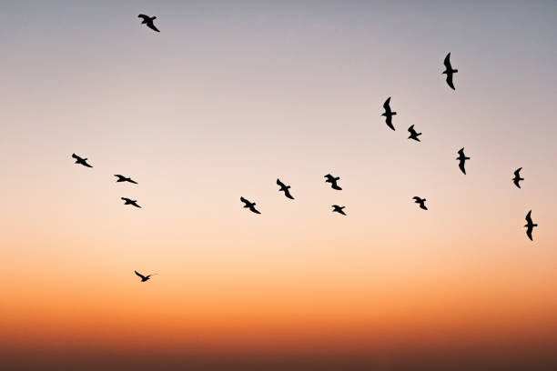 istock Flock of birds flying in the sunset 1368429953