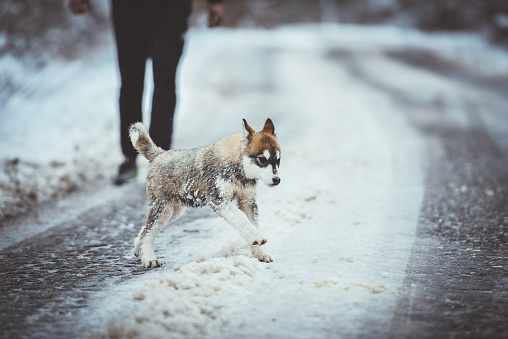 Dog. Welsh corgi Pembroke. A thoroughbred dog runs through the snow. Animal themes.