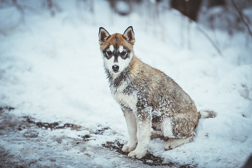 Siberian husky puppy in winter forest