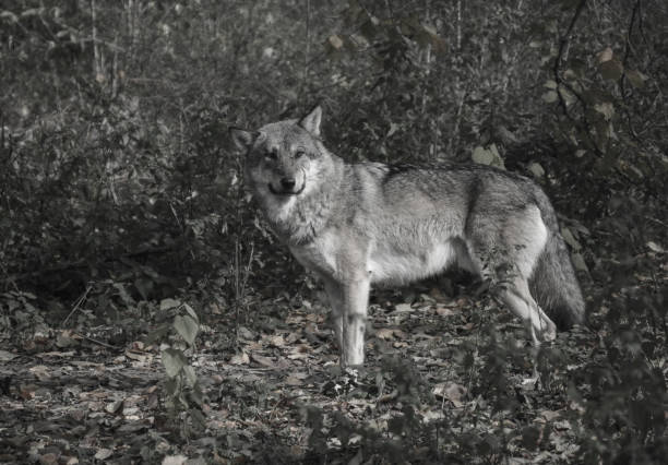 istock Grey wolf staring at camera. Osijek zoo, Croatia 1368430839