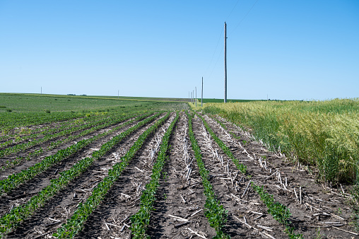 Iowa No-Till Soybean Field